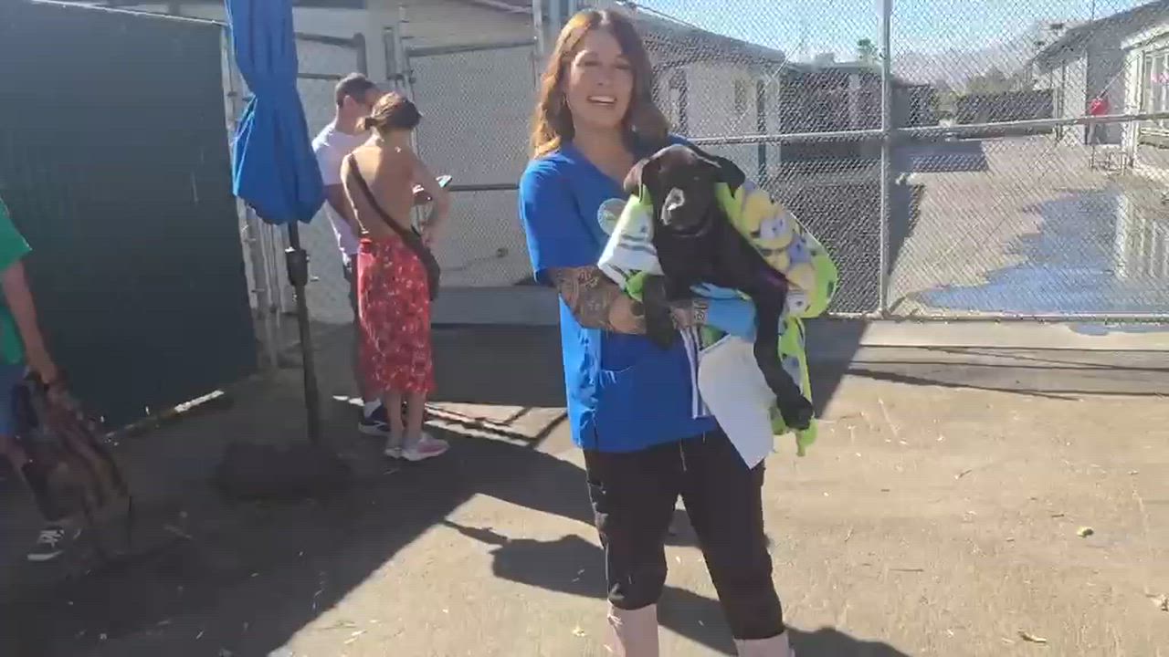 Enlarge Banks, a Adoptable mixed breed in Inglewood, CA video 3/6