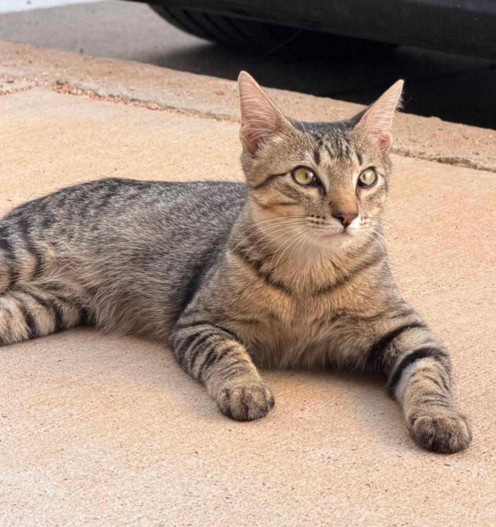 Niko, Adoptable, Kitten Male Domestic Short Hair.
