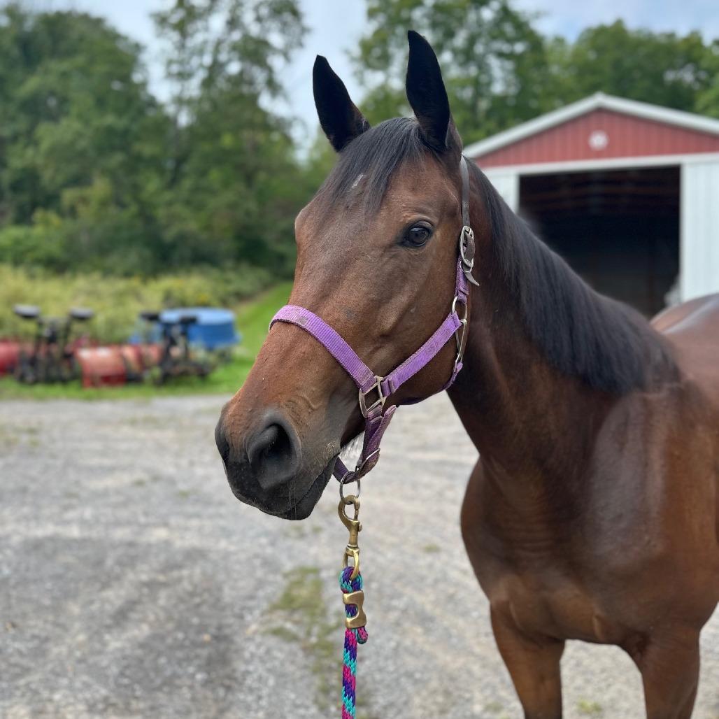 Dreamer (Big City Dreamer), Adoptable, Adult Female Thoroughbred.