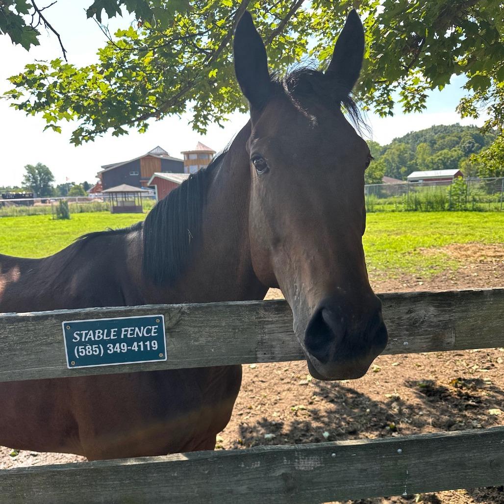 Enlarge Dreamer (Big City Dreamer), a Adoptable Thoroughbred in Fairport, NY image 2/6