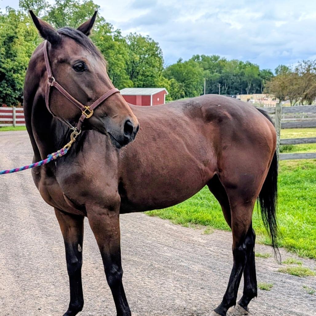 Enlarge Dreamer (Big City Dreamer), a Adoptable Thoroughbred in Fairport, NY image 3/6