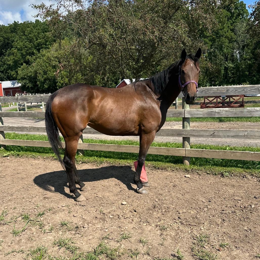 Enlarge Dreamer (Big City Dreamer), a Adoptable Thoroughbred in Fairport, NY image 4/6