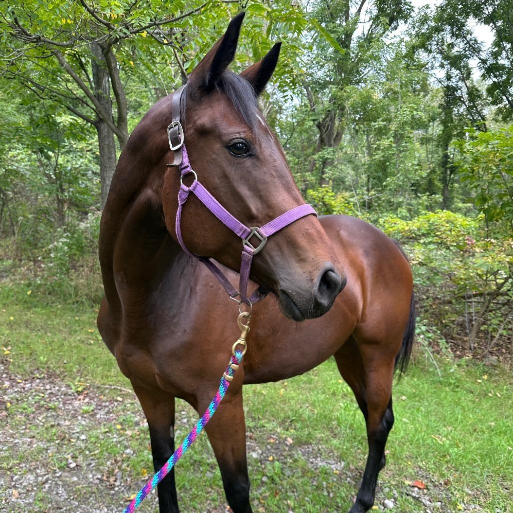 Enlarge Dreamer (Big City Dreamer), a Adoptable Thoroughbred in Fairport, NY image 5/6