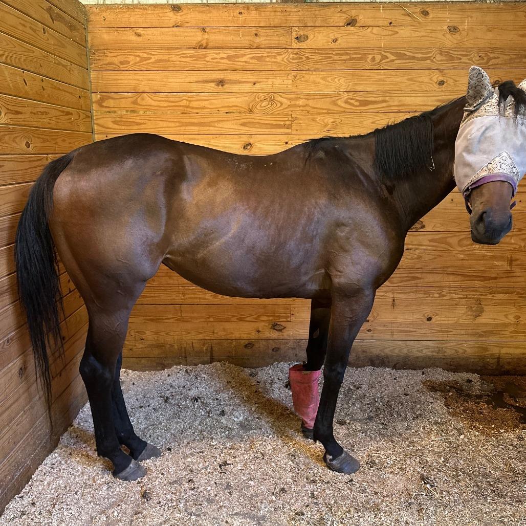 Enlarge Dreamer (Big City Dreamer), a Adoptable Thoroughbred in Fairport, NY image 6/6