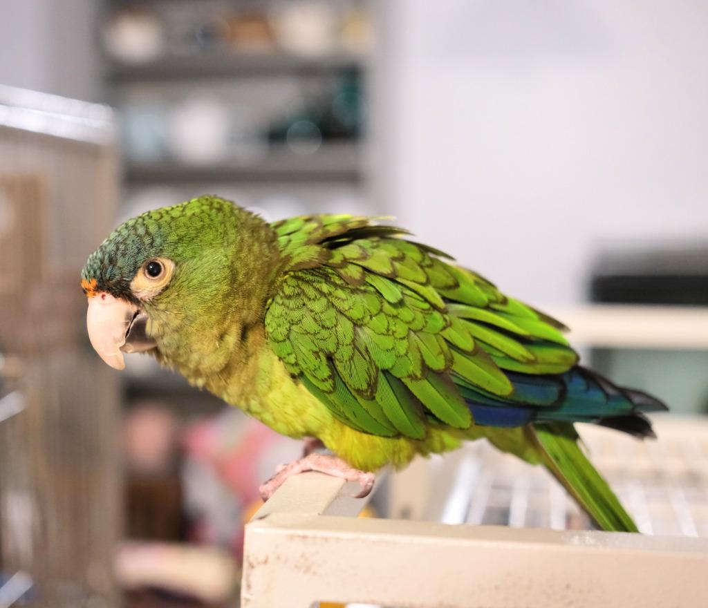 Buddy Cracker, Adoptable, Senior Female Conure.