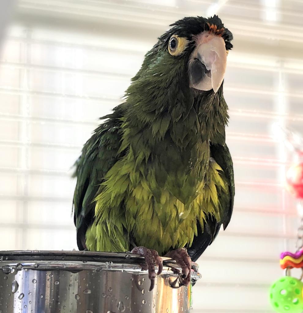 Buddy Cracker, a Adoptable Conure in Ballwin, MO image 1/6