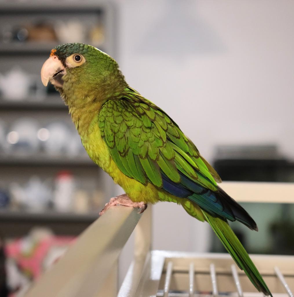 Buddy Cracker, a Adoptable Conure in Ballwin, MO image 2/6