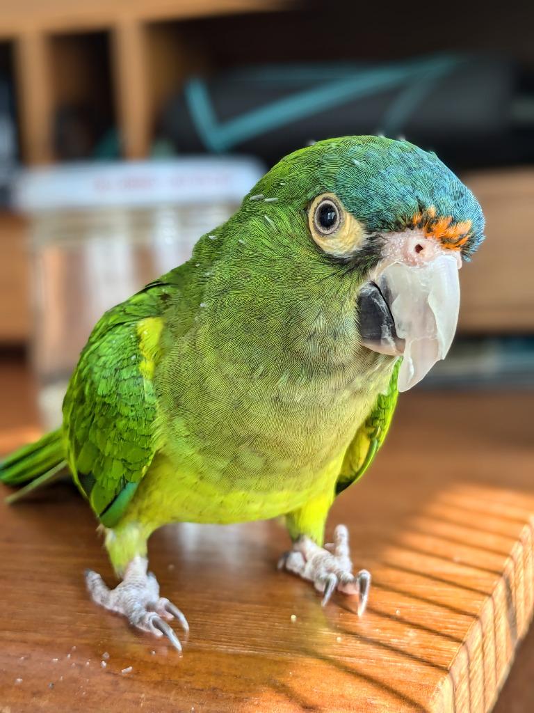 Buddy Cracker, a Adoptable Conure in Ballwin, MO image 3/6