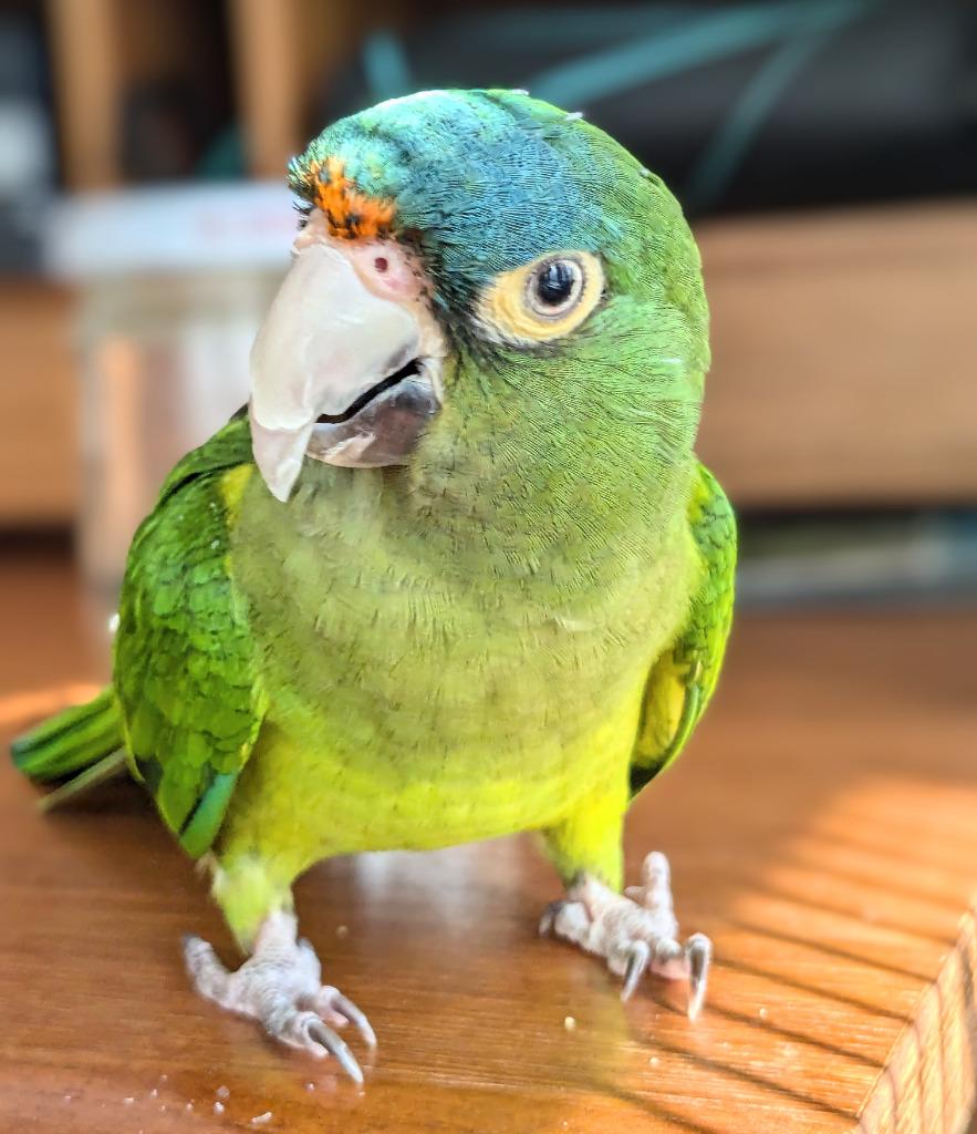 Buddy Cracker, a Adoptable Conure in Ballwin, MO image 4/6