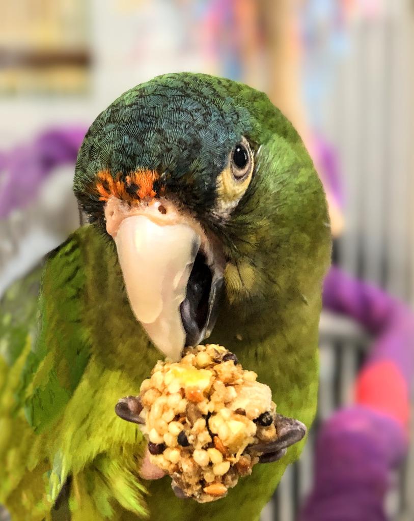 Buddy Cracker, a Adoptable Conure in Ballwin, MO image 6/6