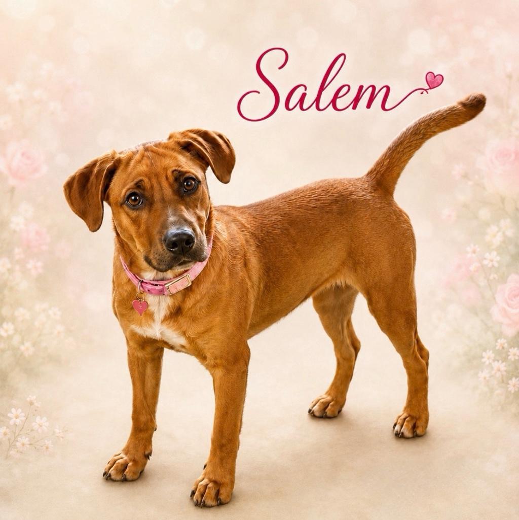 Enlarge Salem, a ADOPTABLE mixed breed in Toms River, NJ image 1/2
