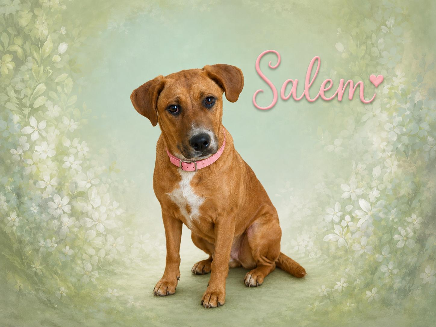 Enlarge Salem, a ADOPTABLE mixed breed in Toms River, NJ image 2/2