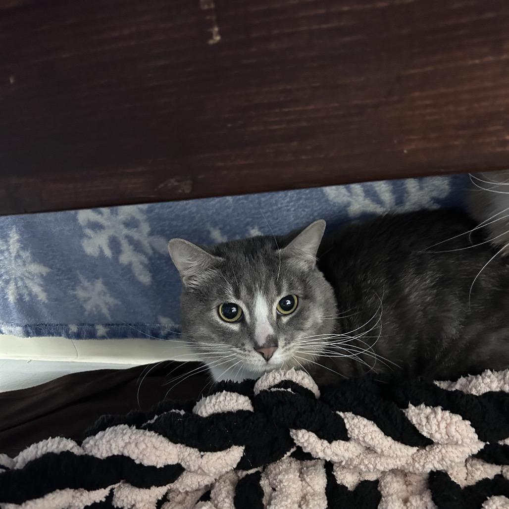 Harvey, Adoptable, Adult Male Domestic Short Hair.