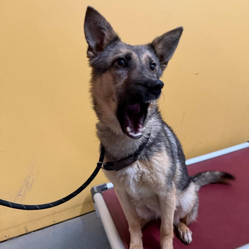 Willow, a Adoptable mixed breed in Ione, CA image 1/2