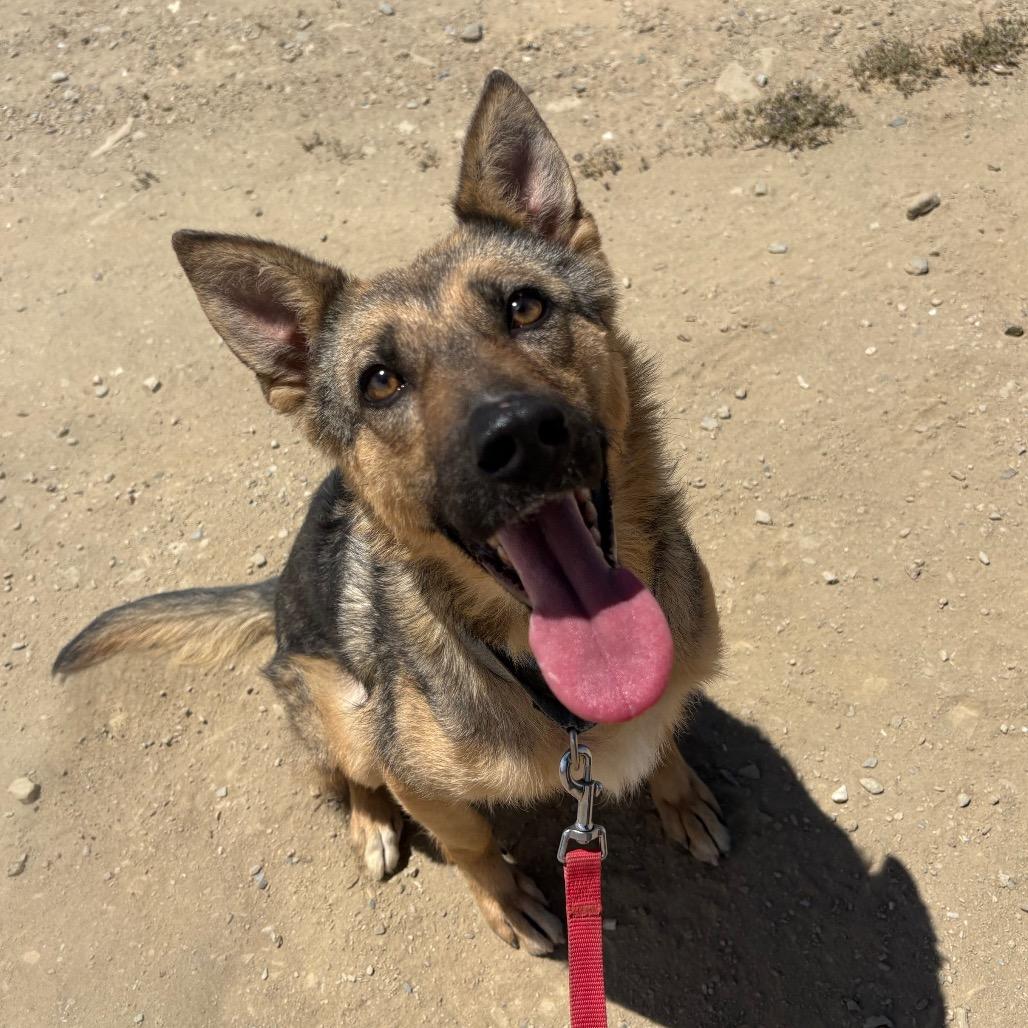 Willow, Adoptable, Adult Female Shepherd & Mixed Breed.