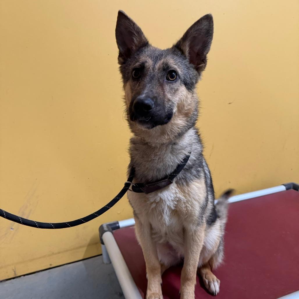 Willow, a Adoptable mixed breed in Ione, CA image 2/2