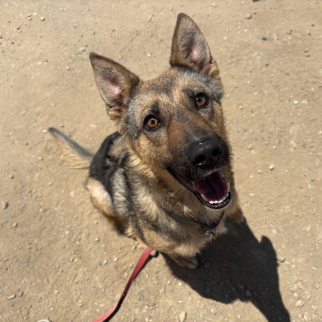 Willow, a Adoptable mixed breed in Ione, CA image 2/5