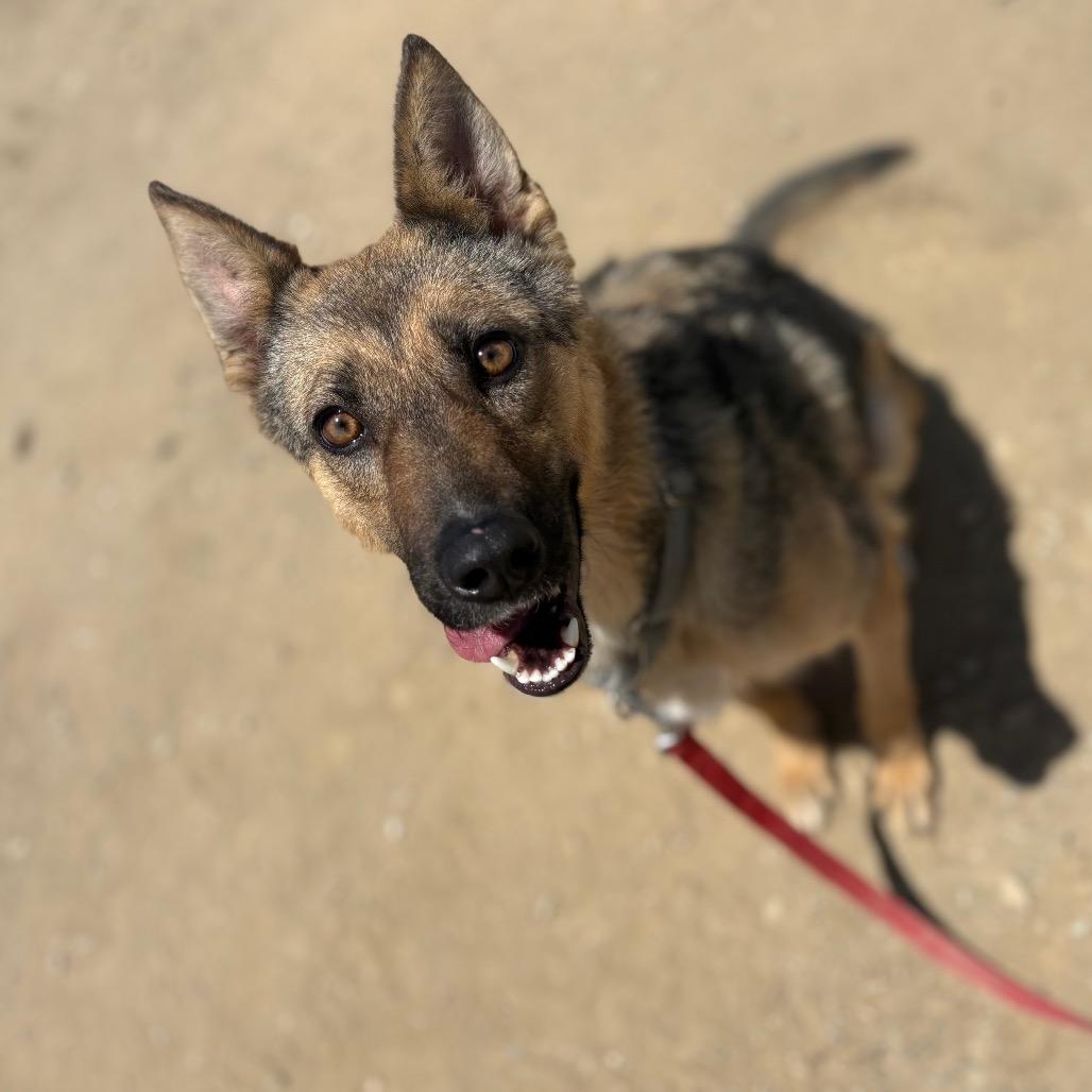Willow, a Adoptable mixed breed in Ione, CA image 3/5