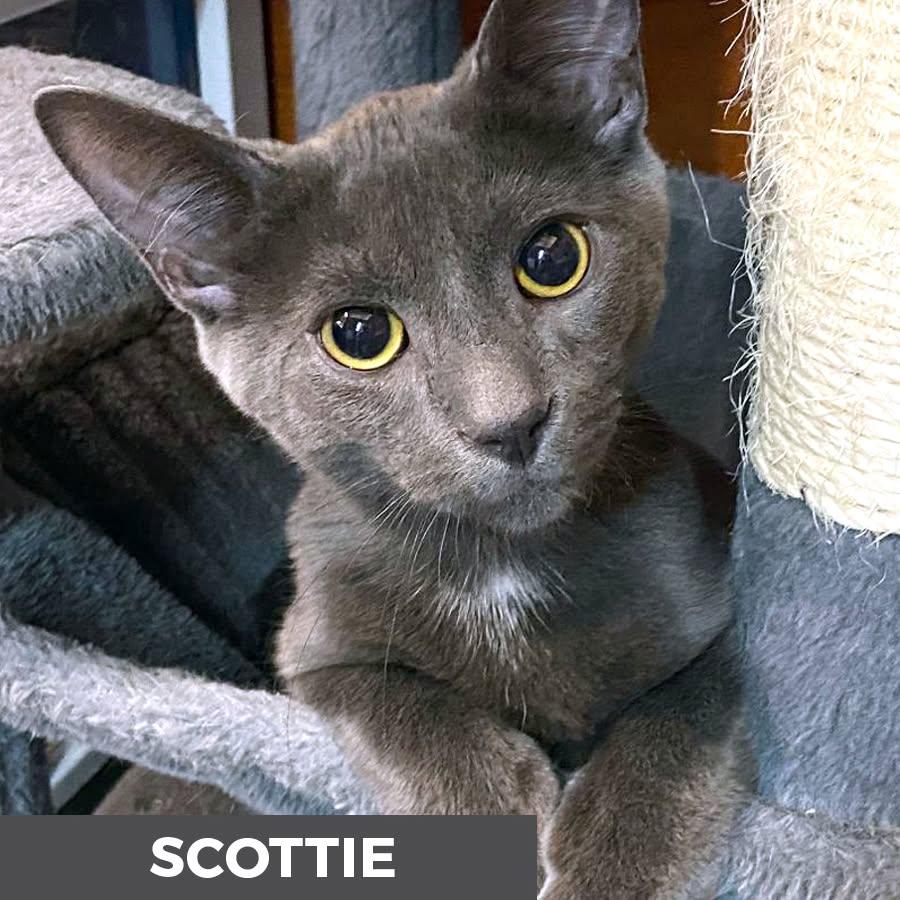 Enlarge Scottie, a ADOPTABLE Domestic Short Hair in Etobicoke, ON image 1/3
