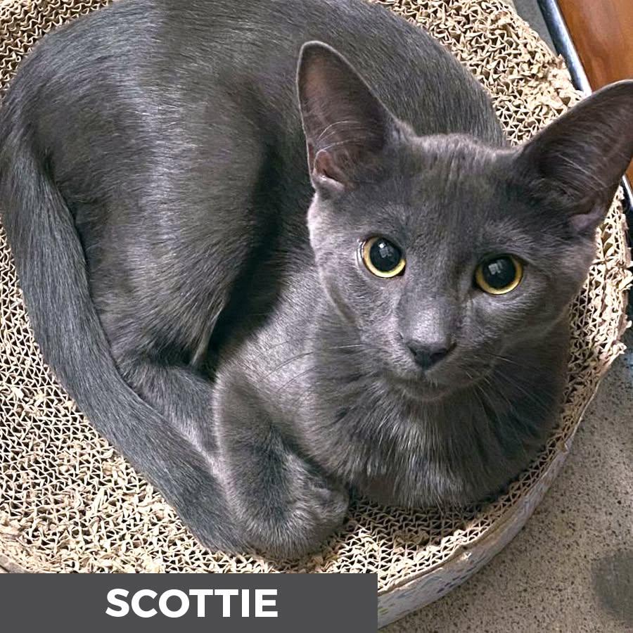 Enlarge Scottie, a ADOPTABLE Domestic Short Hair in Etobicoke, ON image 2/3