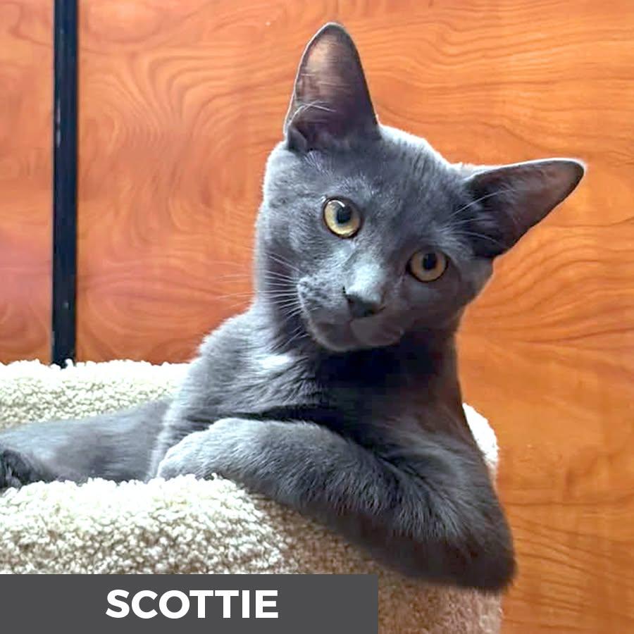 Enlarge Scottie, a ADOPTABLE Domestic Short Hair in Etobicoke, ON image 3/3