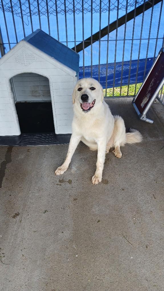 Enlarge RooRoo, a Adoptable mixed breed in Shelbyville, TN image 1/1