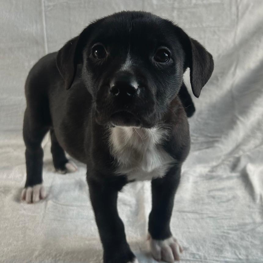 Enlarge Merry, a Adoptable mixed breed in Johnson City, TN image 1/4