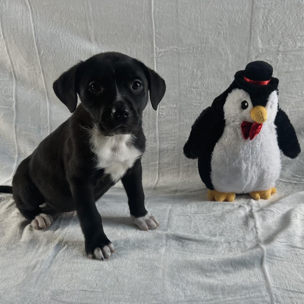 Enlarge Merry, a Adoptable mixed breed in Johnson City, TN image 2/4