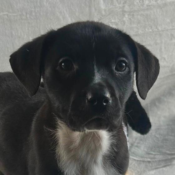 Enlarge Merry, a Adoptable mixed breed in Johnson City, TN image 3/4