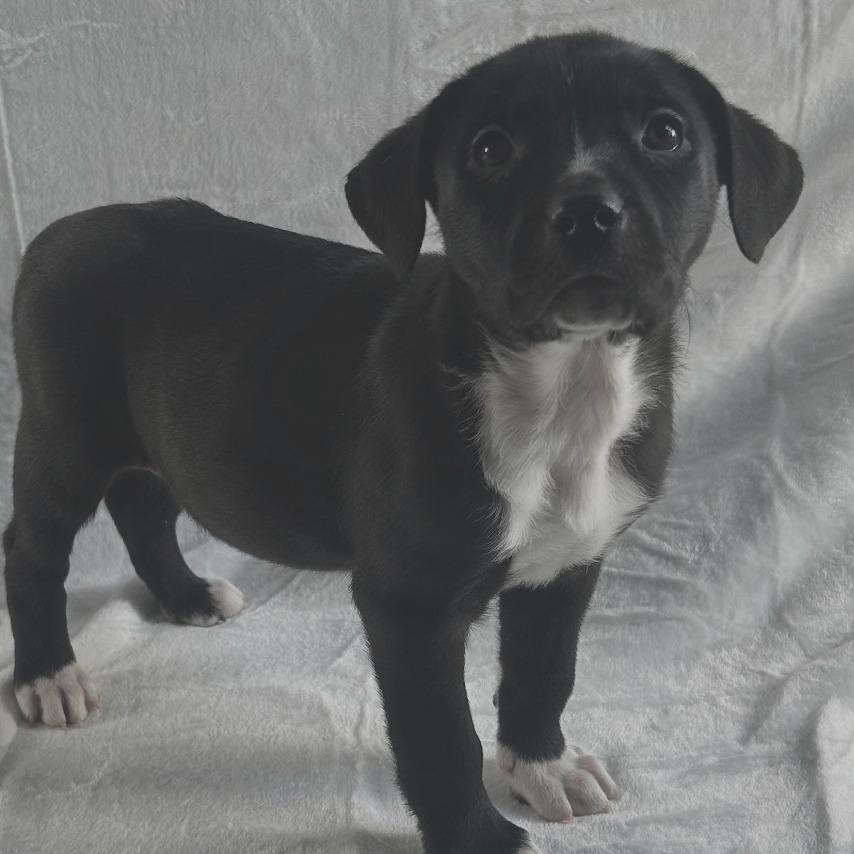 Enlarge Merry, a Adoptable mixed breed in Johnson City, TN image 4/4