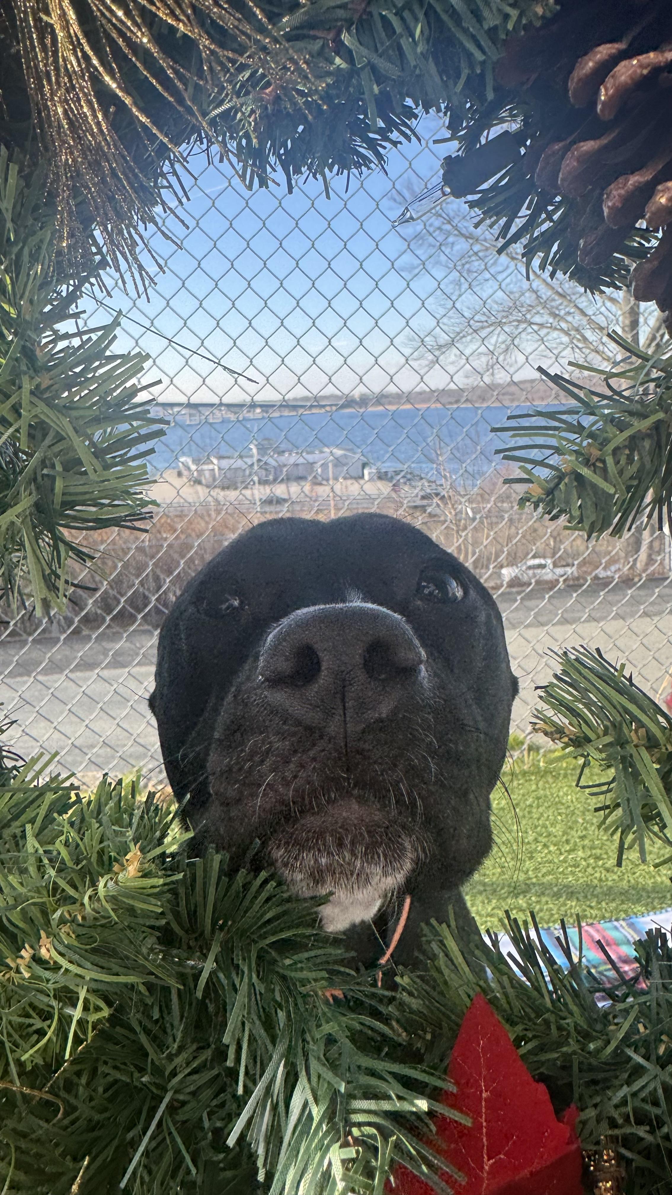 Ember, ADOPTABLE, Young Female Pit Bull Terrier.