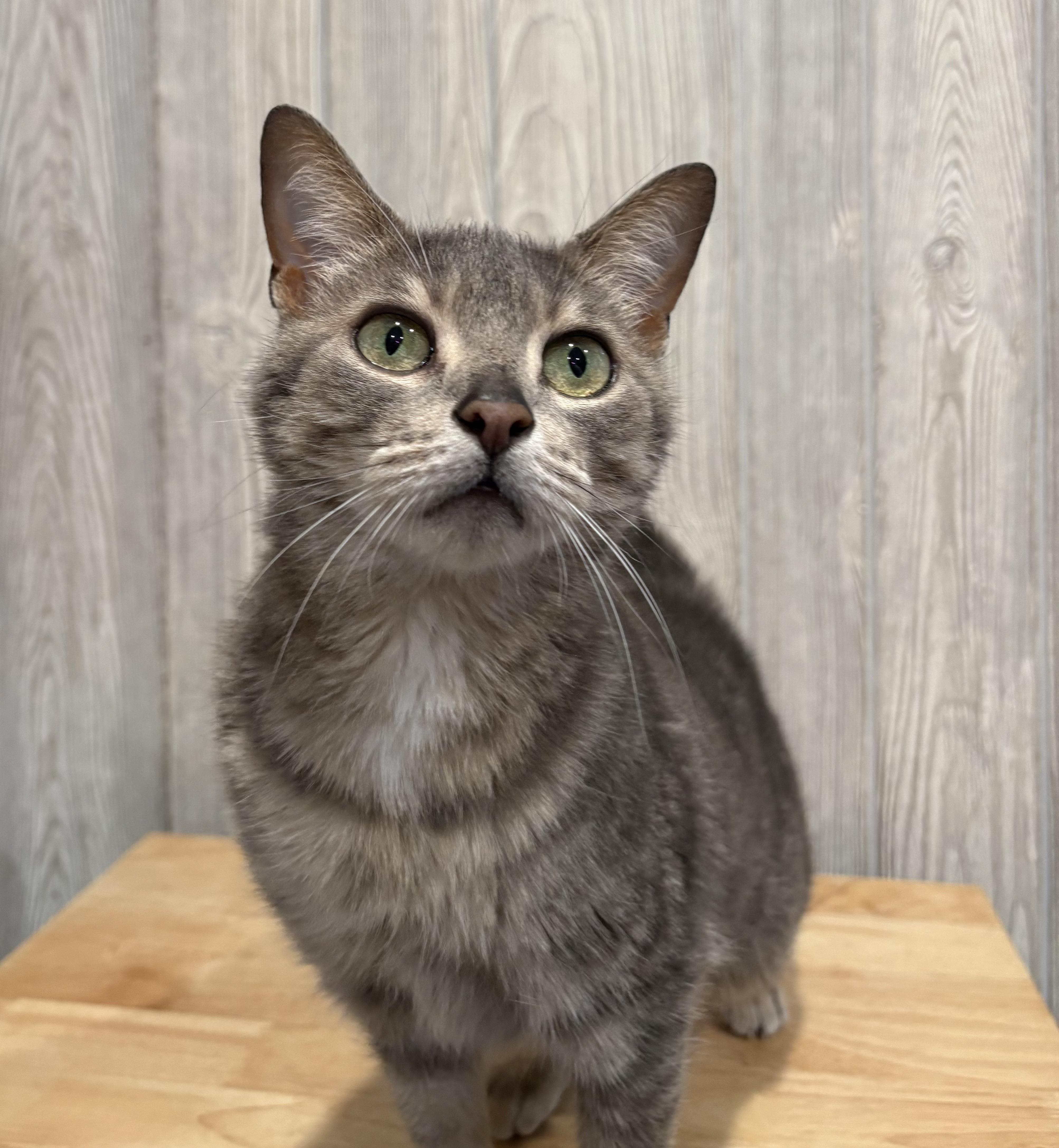 Enlarge LILIANA, an adoptable Domestic Short Hair in Tillsonburg, ON image 1/2