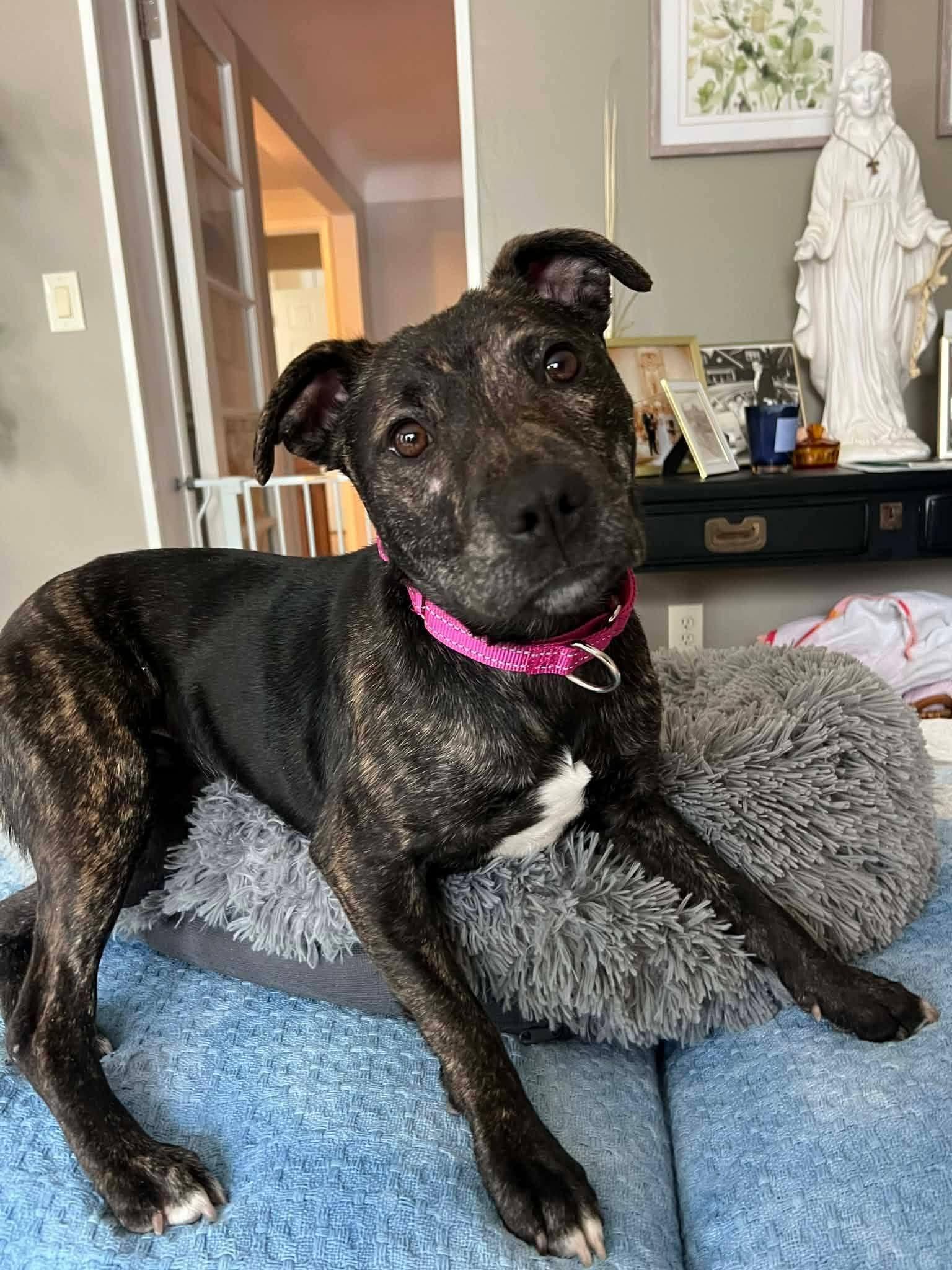 Enlarge Paisley , a ADOPTABLE American Staffordshire Terrier in Ferndale, MI image 1/6