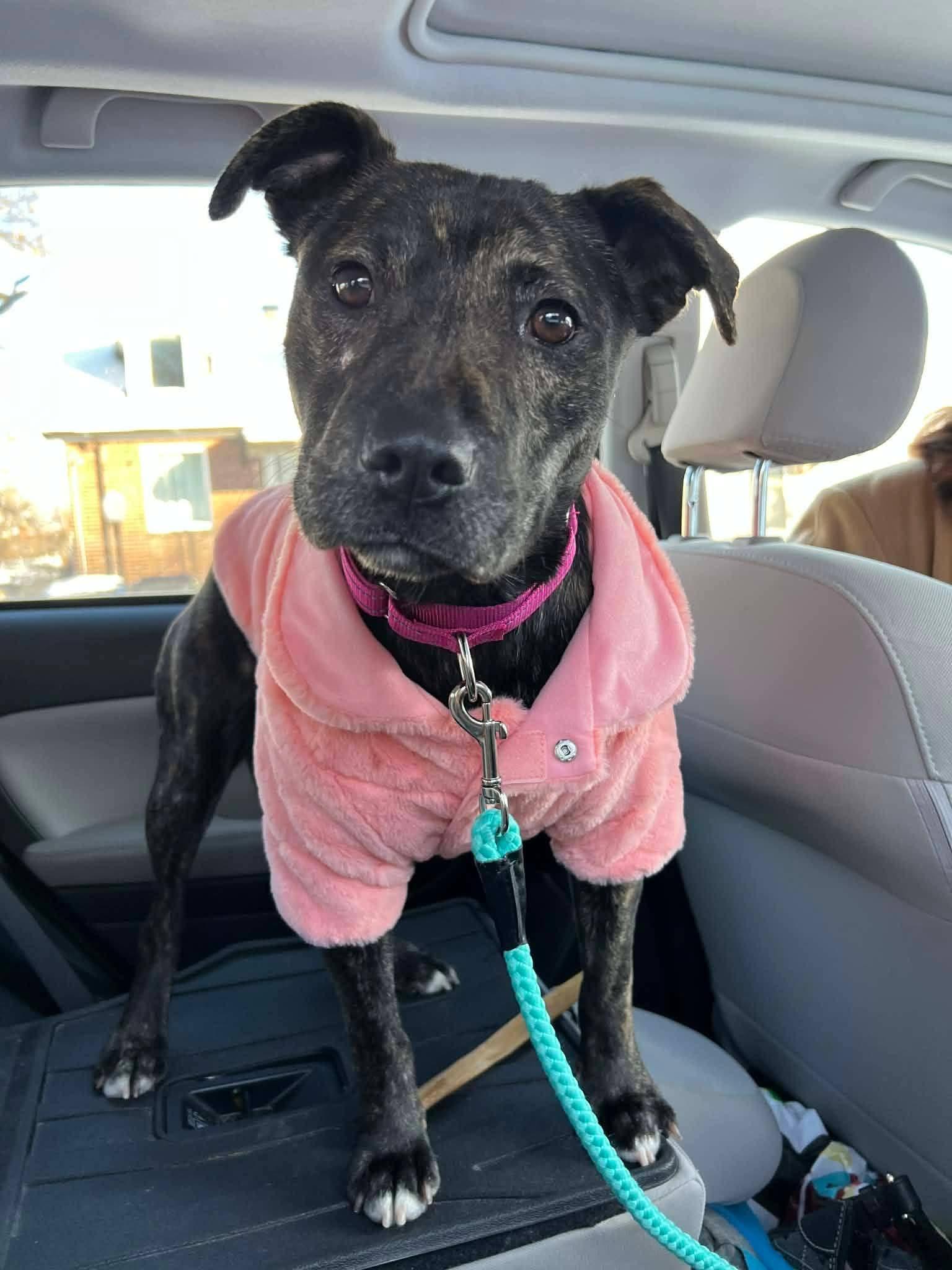 Enlarge Paisley , a ADOPTABLE American Staffordshire Terrier in Ferndale, MI image 2/6