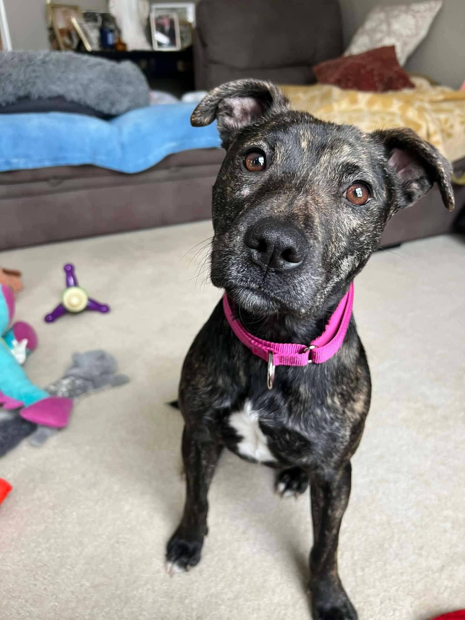 Enlarge Paisley , a ADOPTABLE American Staffordshire Terrier in Ferndale, MI image 5/6