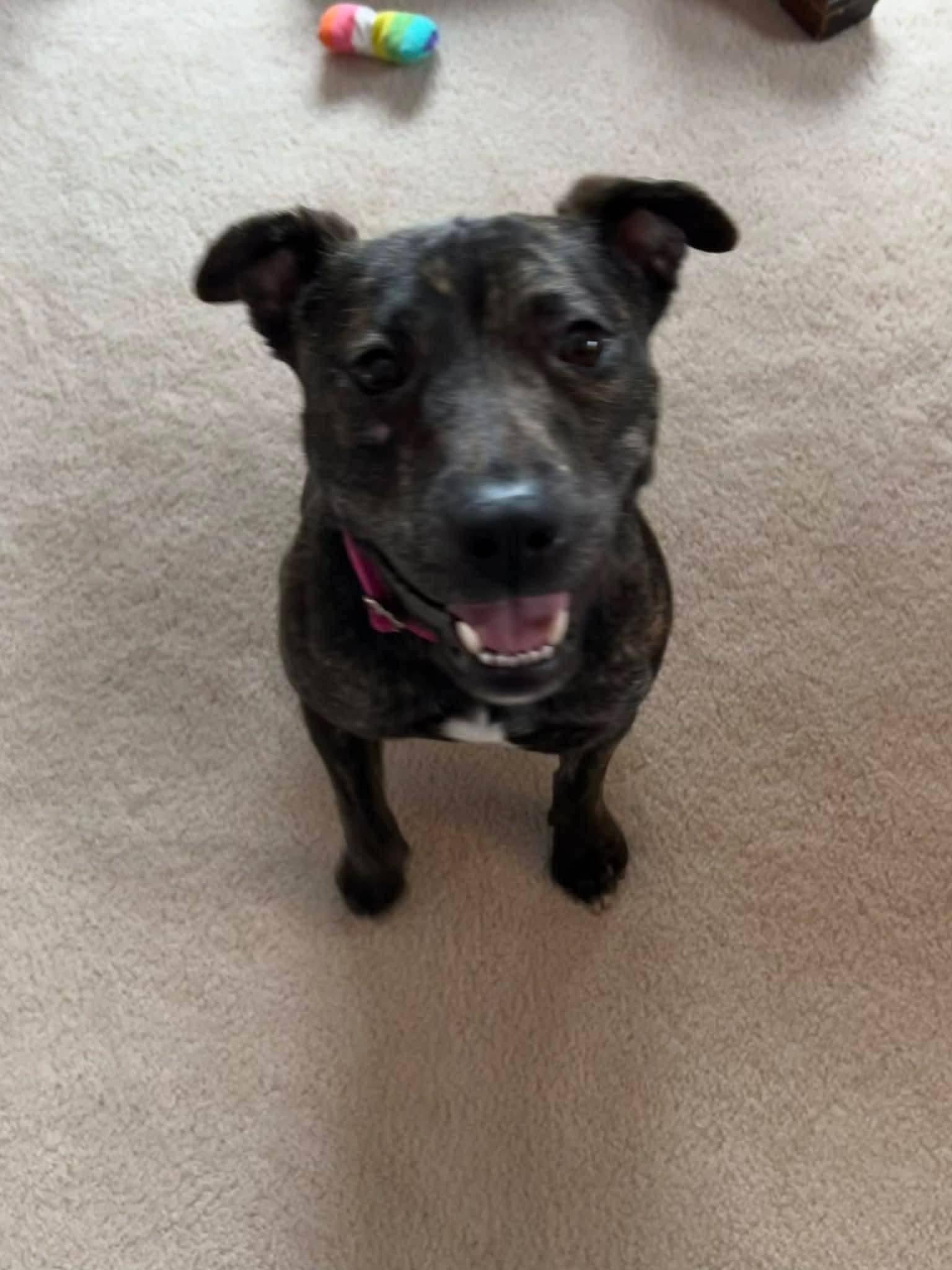 Enlarge Paisley , a ADOPTABLE American Staffordshire Terrier in Ferndale, MI image 4/6