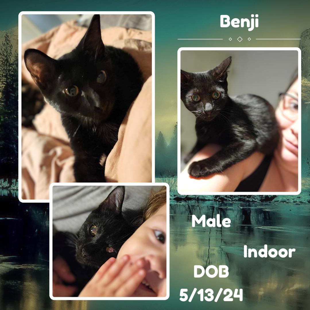 Cat for adoption Benji, a Domestic Short Hair Mix in Castleton, VT
