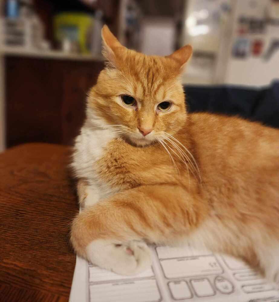 Collin, Adoptable, Adult Male Domestic Short Hair.