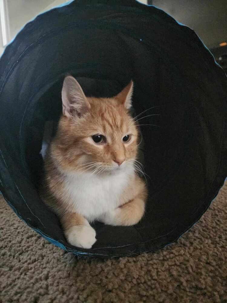 Enlarge Collin, a Adoptable mixed breed in Wendell, NC image 2/4