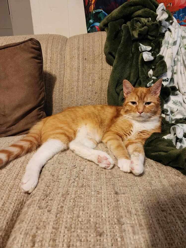 Enlarge Collin, a Adoptable mixed breed in Wendell, NC image 3/4