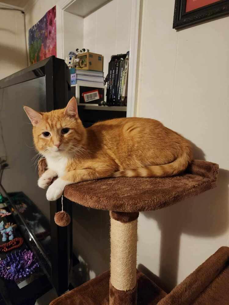 Collin, Adoptable, Adult Male Domestic Short Hair.