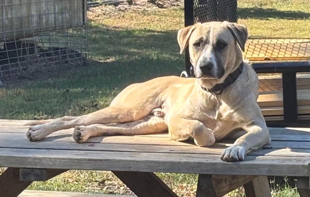 Ringo, Adoptable, Young Male Anatolian Shepherd & Mixed Breed.