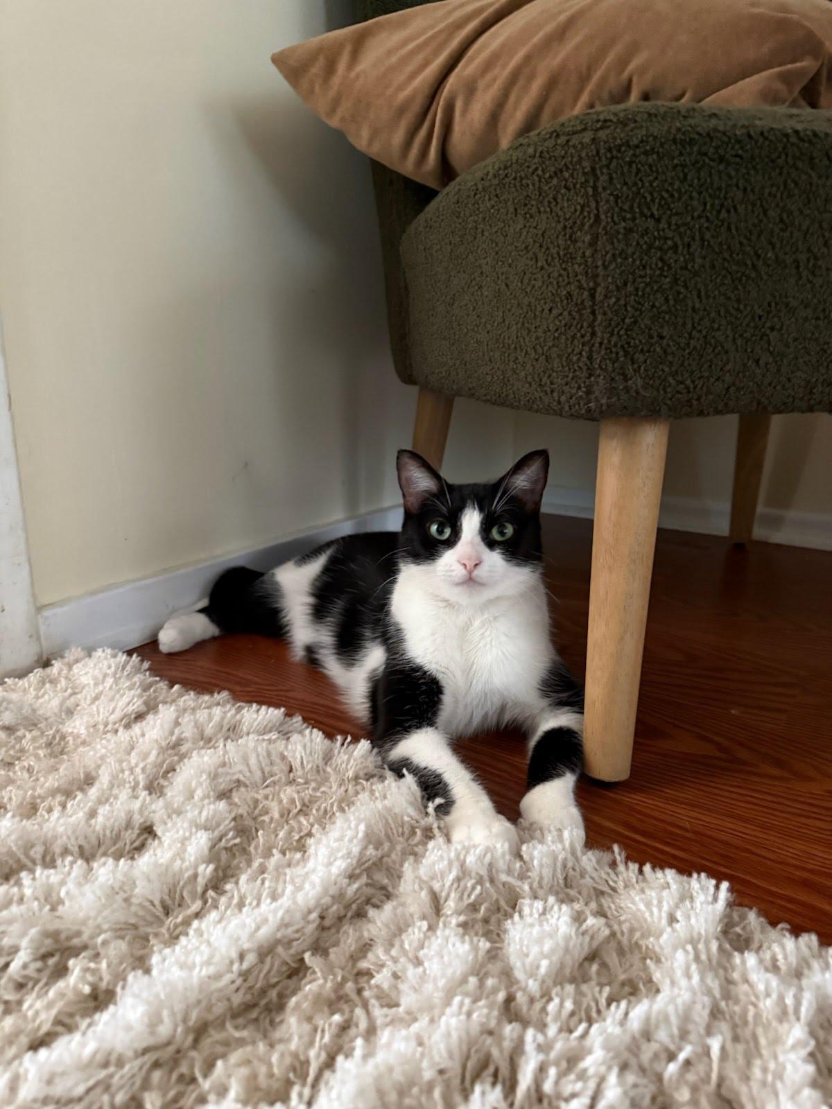 Deuce, Adopted, Young Female Domestic Short Hair & Tuxedo.