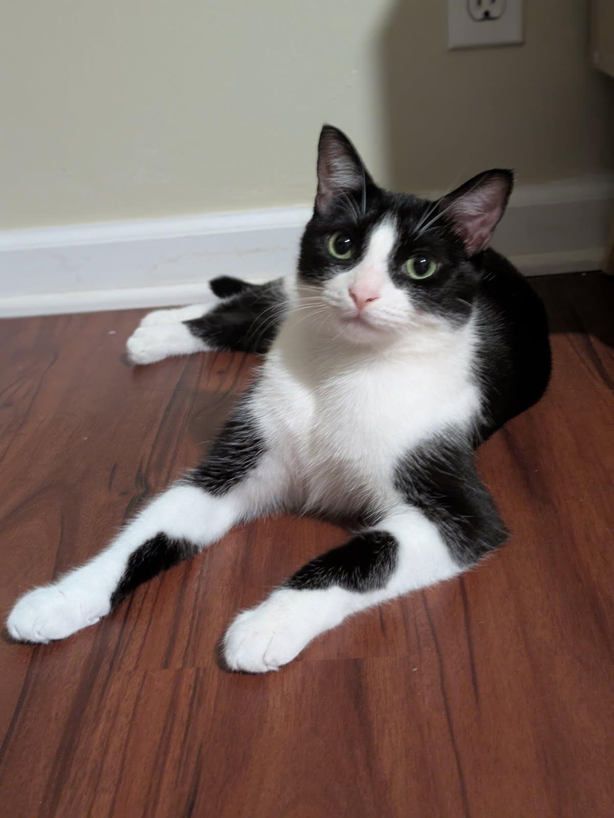 Enlarge Deuce, a Adopted mixed breed in Los Angeles, CA image 2/3