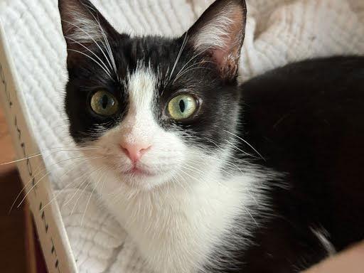 Enlarge Deuce, a Adopted mixed breed in Los Angeles, CA image 3/3