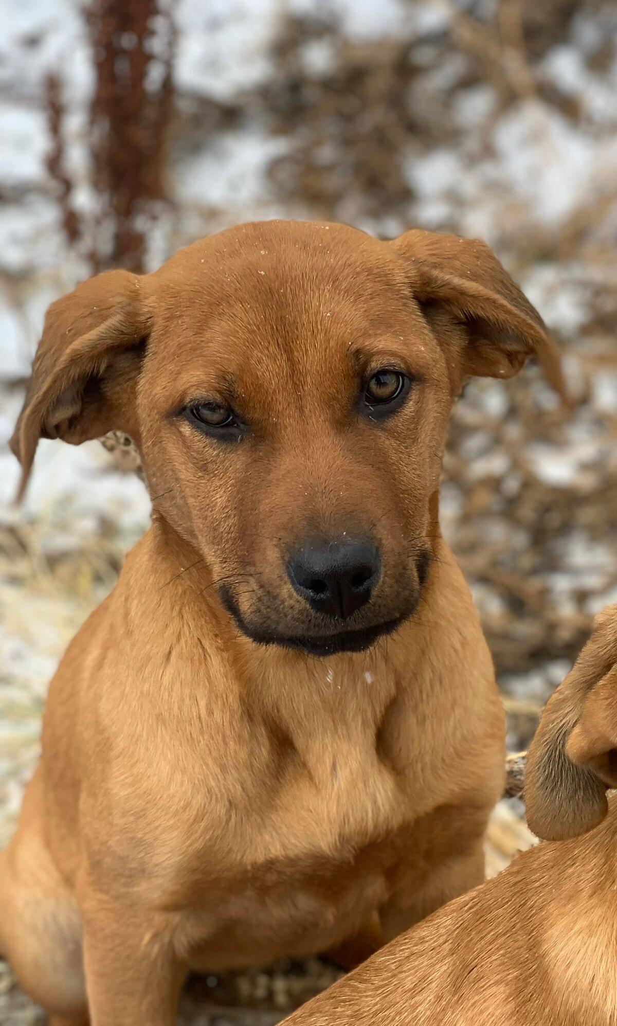 Enlarge Habanero, a ADOPTABLE Mixed Breed in wetaskiwin, AB image 1/1