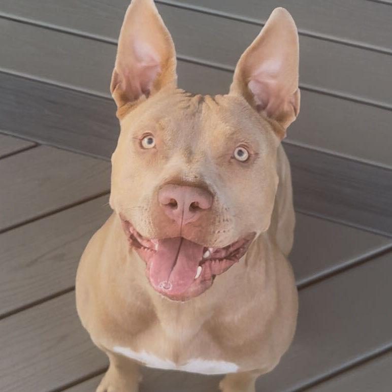 Rabbit, a Adoptable Pit Bull Terrier in York, PA image 5/5