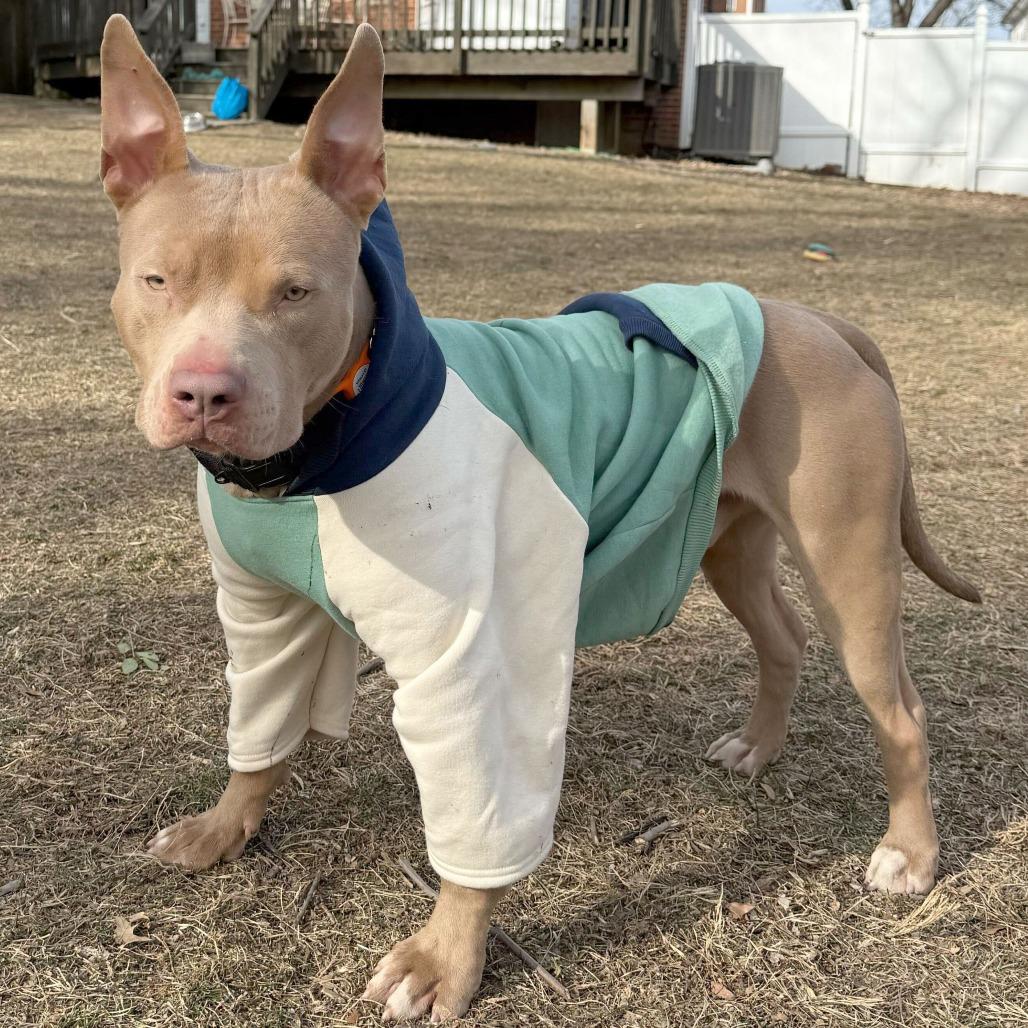 Rabbit, a Adoptable Pit Bull Terrier in York, PA image 2/5