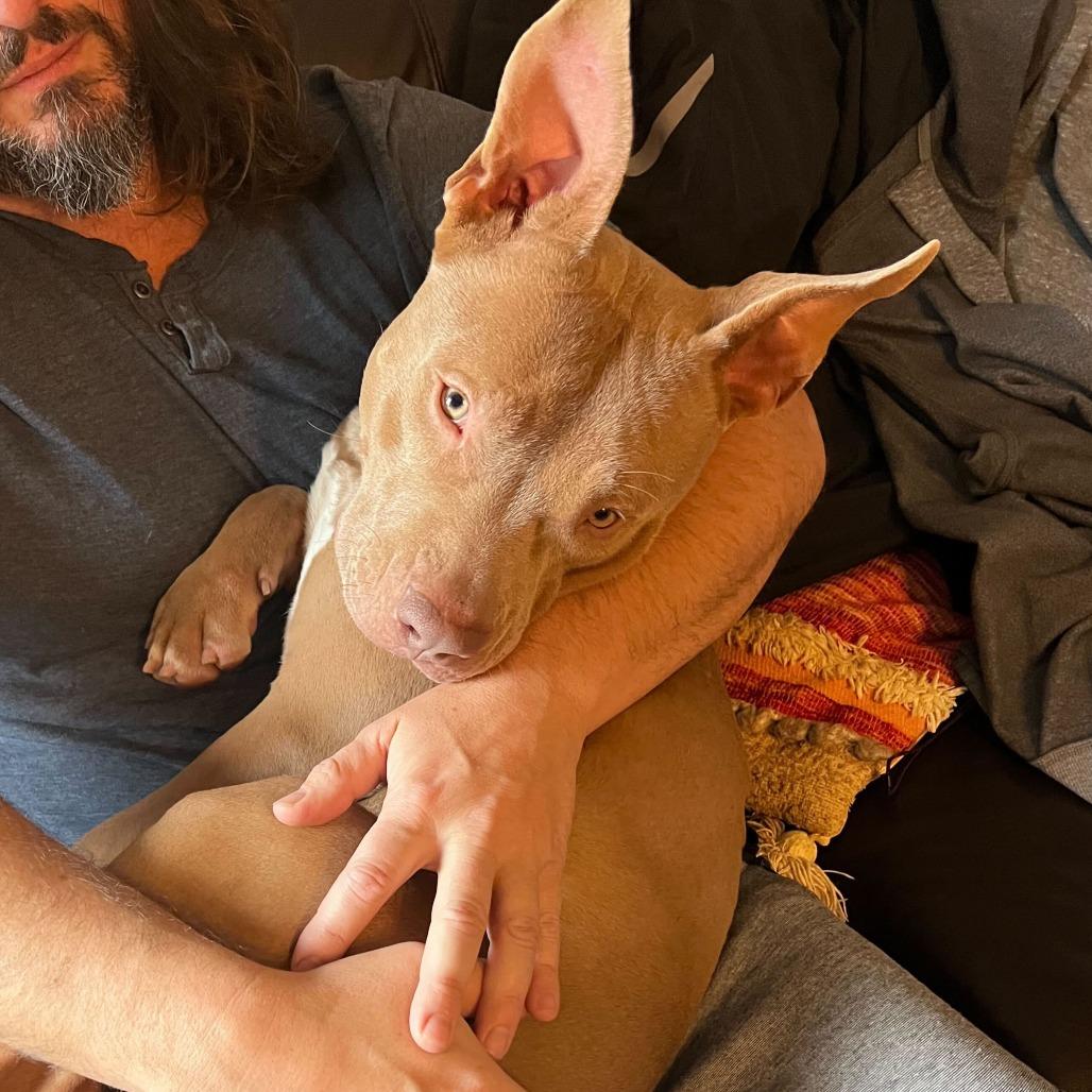 Rabbit, a Adoptable Pit Bull Terrier in York, PA image 3/5