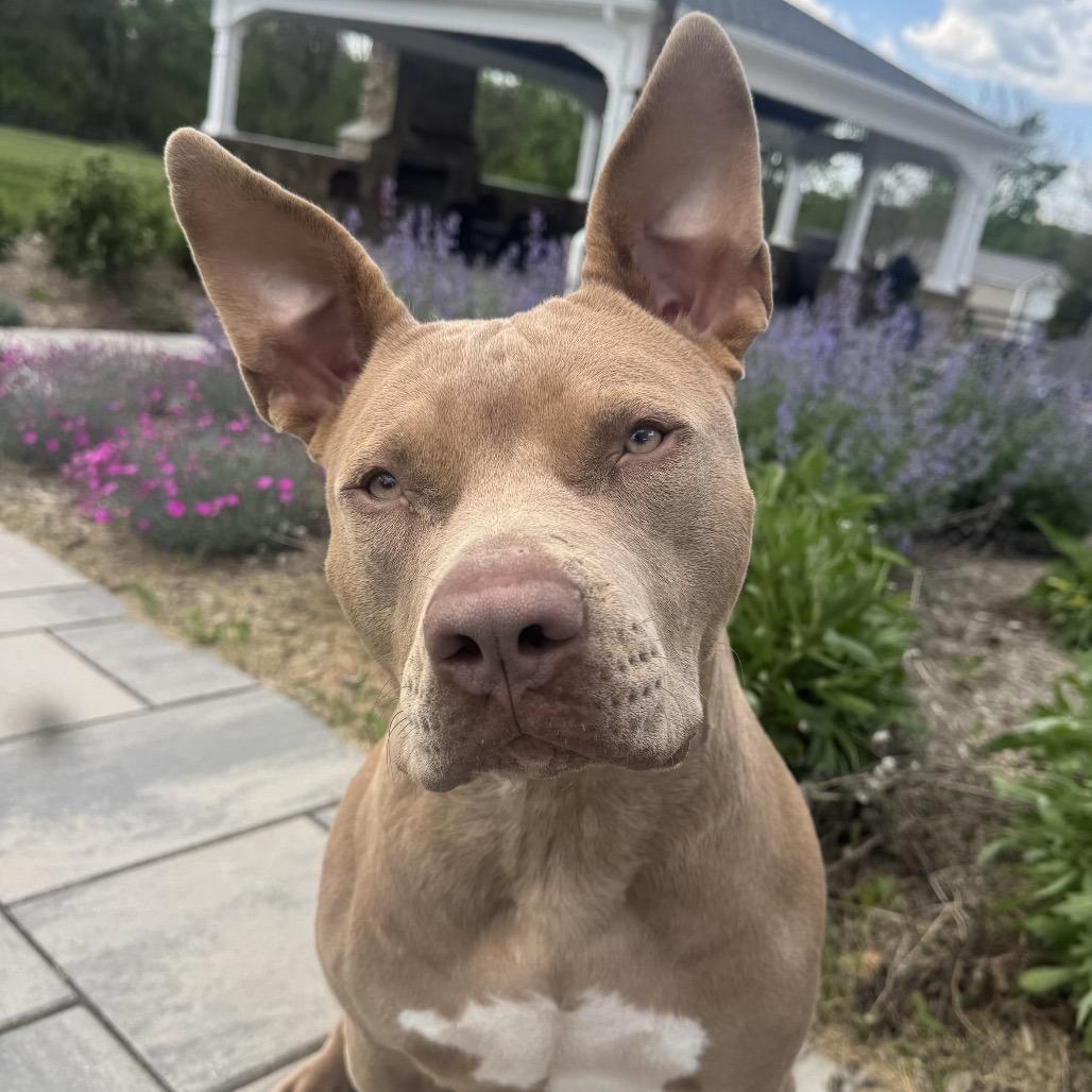 Rabbit, Adoptable, Adult Male Pit Bull Terrier.